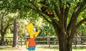 illustration for monkey